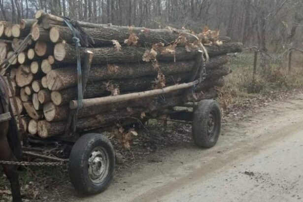 barbat arestat pentru furt de arbori si agresarea unui padurar in padurea faurei din judetul constanta 69c4e52b1ee48