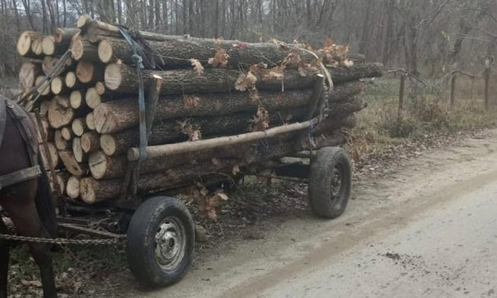 barbat arestat pentru furt de arbori si agresarea unui padurar in padurea faurei din judetul constanta 69c4e52b1ee48