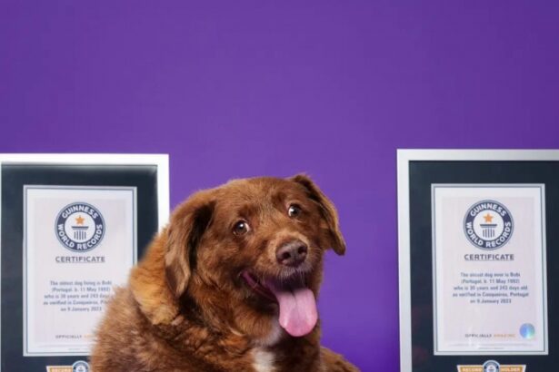 bobi a fost deposedat de titlul de cel mai batran caine din lume guinness world records spune ca nu stie ce varsta avea de fapt mastifful portughez 69b9159a45706