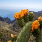 cactusii sunt masinarii de evolutie rapida arata un nou studiu 69bc1fdfb61d0