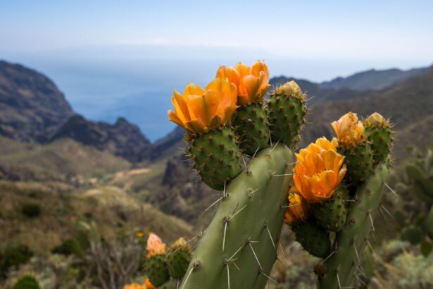 cactusii sunt masinarii de evolutie rapida arata un nou studiu 69bc1fdfb61d0