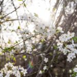 ce se intampla in creier atunci cand ziua devine cu doar 20 de minute mai lunga 69c1496e2756c