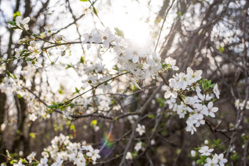 ce se intampla in creier atunci cand ziua devine cu doar 20 de minute mai lunga 69c1496e2756c