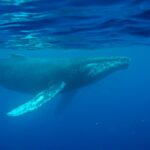 cea mai veche inregistrare a cantecului unei balene gasita pe un disc pierdut din 1949 69bc1fea7a9c6