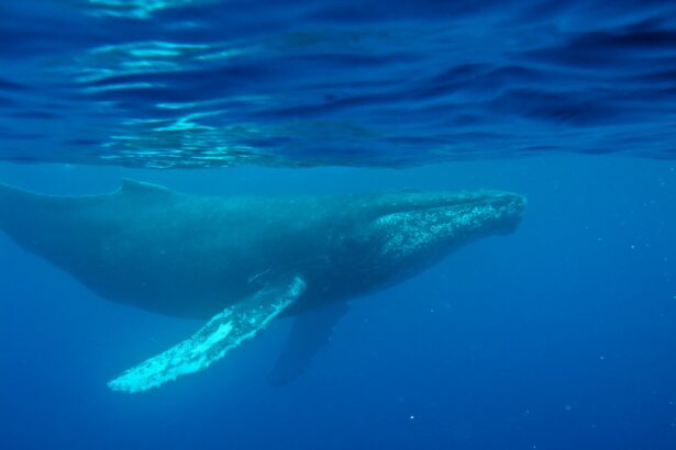 cea mai veche inregistrare a cantecului unei balene gasita pe un disc pierdut din 1949 69bc1fea7a9c6