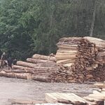 consiliul judetean constanta ar putea deveni parte civila intr un dosar de furt de lemn din padurea coslugea 69c079f60ead7