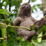 de ce mamiferele nu sunt la fel de colorate ca reptilele pasarile sau pestii 69bebba01f4b8