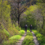 de ce ne simtim mai bine in natura efectele asupra corpului si mintii 69ca6ee76bf7a