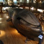 de ce singura balena albastra complet impaiata are acum gura inchisa motivul este unul foarte neobisnuit 69babffbee456