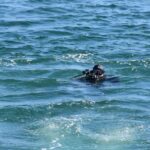 dupa scufundarea unui remorcher ampla misiune de cautare in apele portului midia 69ba6e463e017