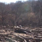 exclusiv hectare intregi din padurea hoia baciu de langa cluj napoca taiate la ras peste ce prevede legea 69bbc0af12a09