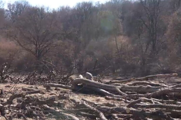 exclusiv hectare intregi din padurea hoia baciu de langa cluj napoca taiate la ras peste ce prevede legea 69bbc0af12a09