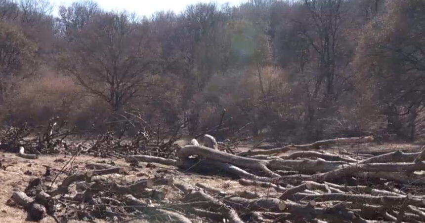 exclusiv hectare intregi din padurea hoia baciu de langa cluj napoca taiate la ras peste ce prevede legea 69bbc0af12a09