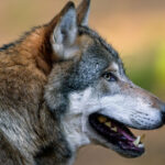 femeie muscata de lup intr o zona comerciala din hamburg este primul astfel de atac de la revenirea lupilor in germania 69cbc6d84c0c8