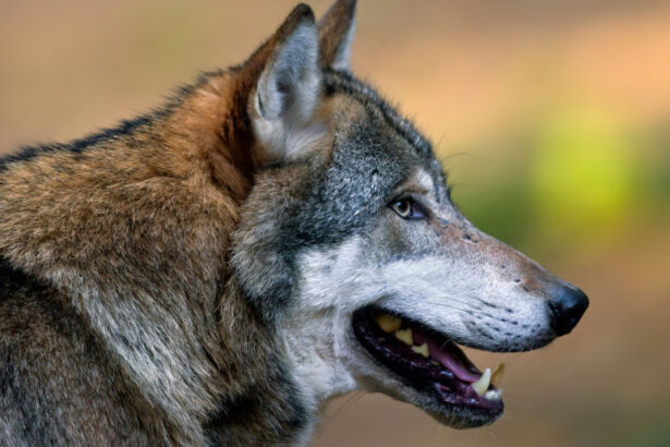 femeie muscata de lup intr o zona comerciala din hamburg este primul astfel de atac de la revenirea lupilor in germania 69cbc6d84c0c8