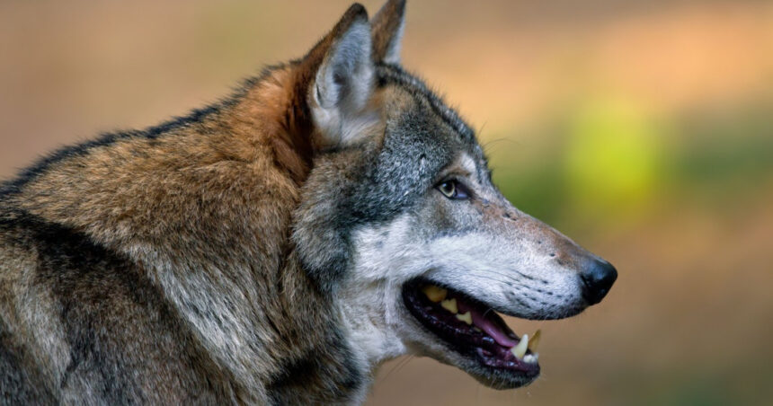 femeie muscata de lup intr o zona comerciala din hamburg este primul astfel de atac de la revenirea lupilor in germania 69cbc6d84c0c8