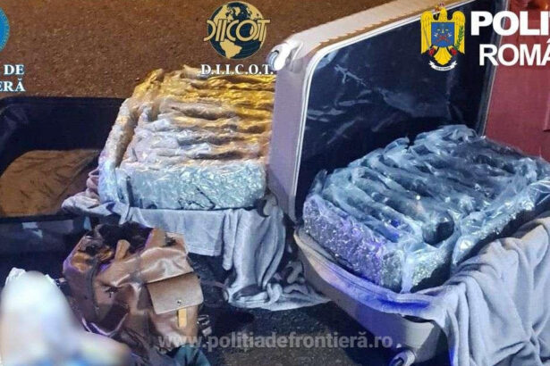 foto aproape 31 de kilograme de canabis descoperite la nadlac un italian a fost arestat preventiv 69c153ca68bcb