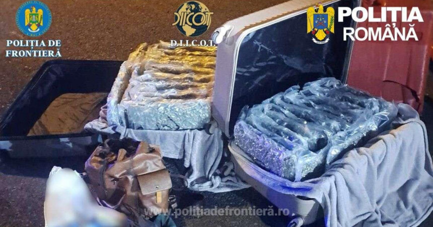foto aproape 31 de kilograme de canabis descoperite la nadlac un italian a fost arestat preventiv 69c153ca68bcb