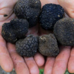 garda de mediu a dat amenzi de aproape 18 milioane de lei dupa controale in toata tara la comerciantii de trufe si fructe de padure 69bd7b7114fb4