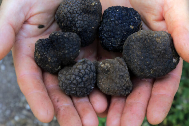 garda de mediu a dat amenzi de aproape 18 milioane de lei dupa controale in toata tara la comerciantii de trufe si fructe de padure 69bd7b7114fb4