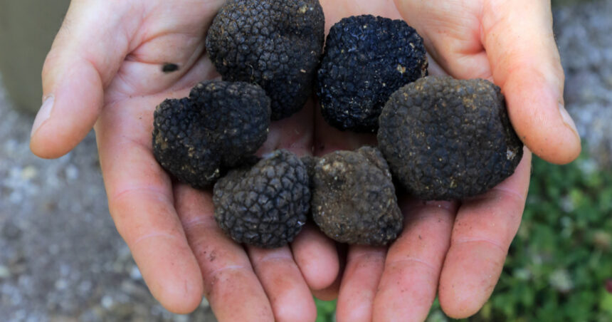 garda de mediu a dat amenzi de aproape 18 milioane de lei dupa controale in toata tara la comerciantii de trufe si fructe de padure 69bd7b7114fb4