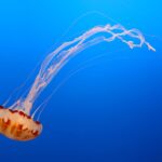 in anii 1990 nasa a trimis cateva mii de meduze in spatiu ce s a intamplat cu acestea 69bfaa82d4a73