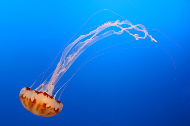 in anii 1990 nasa a trimis cateva mii de meduze in spatiu ce s a intamplat cu acestea 69bfaa82d4a73