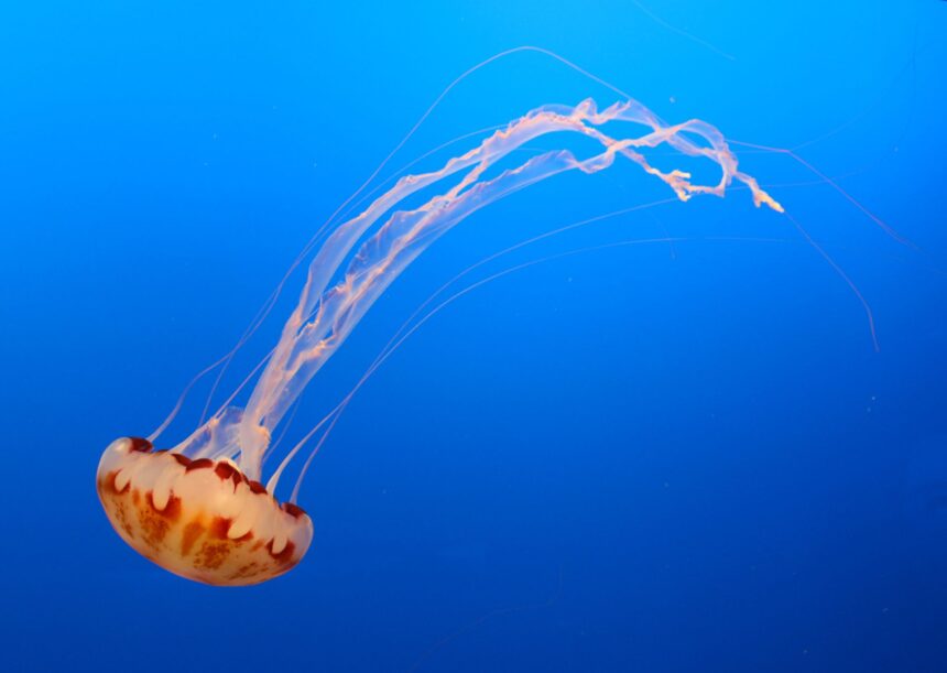 in anii 1990 nasa a trimis cateva mii de meduze in spatiu ce s a intamplat cu acestea 69bfaa82d4a73