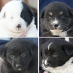 patru catelusi de la adapostul din constanta isi asteapta noii stapani in ce conditii ii puteti adopta 69ae9dc70e8e8