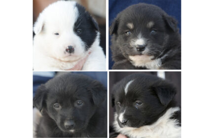 patru catelusi de la adapostul din constanta isi asteapta noii stapani in ce conditii ii puteti adopta 69ae9dc70e8e8