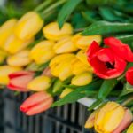 primaria medgidia invita publicul la un spectacol special dedicat zilei de 8 martie 69a6ed16a56c9