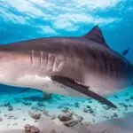 rechinii din bahamas au iesit pozitivi la testele de cocaina si cafeina 69c9409520ce7