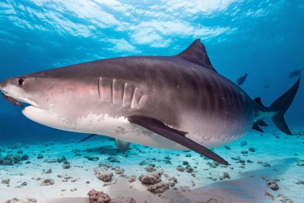 rechinii din bahamas au iesit pozitivi la testele de cocaina si cafeina 69c9409520ce7