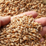 romania va incepe in maximum doua luni sa exporte cereale in china anuntul facut de ministrul agriculturii este oficial 69ba8169a9c86