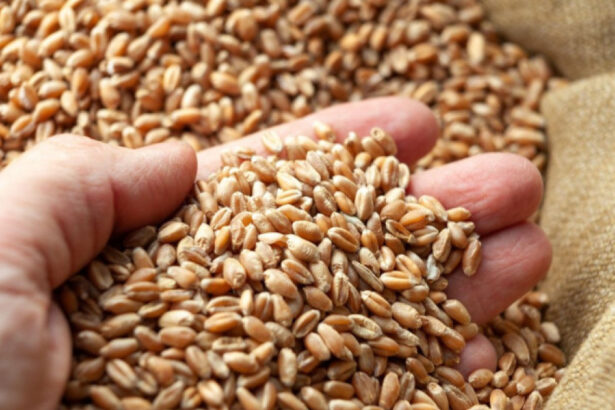 romania va incepe in maximum doua luni sa exporte cereale in china anuntul facut de ministrul agriculturii este oficial 69ba8169a9c86