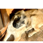 si tu poti oferi o casa unui catel din adapostul public din constanta vezi aici care sunt pasii 69a5635035871