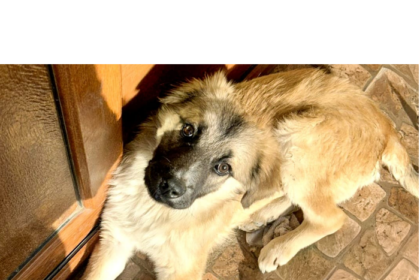 si tu poti oferi o casa unui catel din adapostul public din constanta vezi aici care sunt pasii 69a5635035871