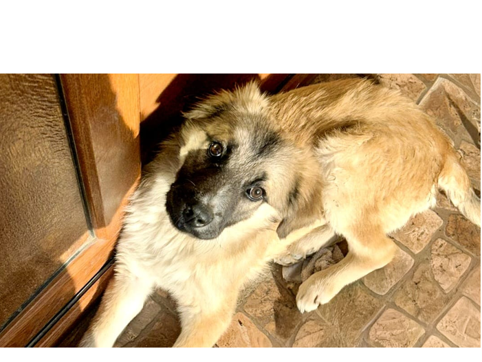 si tu poti oferi o casa unui catel din adapostul public din constanta vezi aici care sunt pasii 69a5635035871