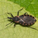 test de cultura generala care este diferenta dintre gandaci si insecte 69bac0071aa01