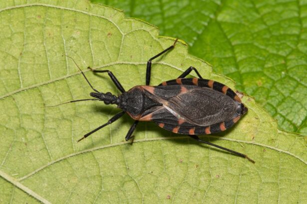 test de cultura generala care este diferenta dintre gandaci si insecte 69bac0071aa01