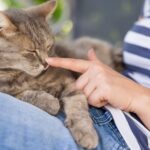 test de cultura generala de ce animalelor le place sa fie mangaiate 69c544f970e98