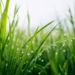test de cultura generala de ce iarba este verde 69c2be133baef
