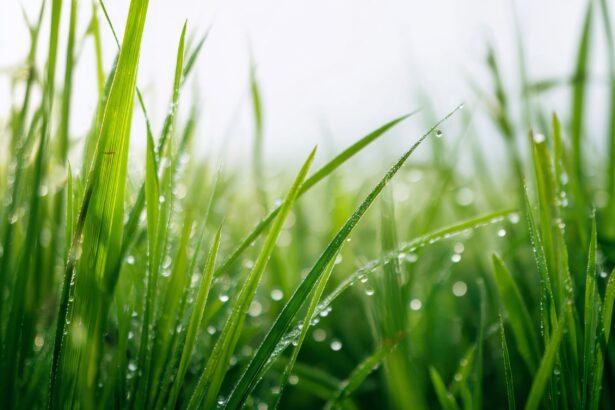 test de cultura generala de ce iarba este verde 69c2be133baef