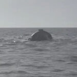 video acuzatii ale familiilor marinarilor dupa scufundarea remorcherului astana nava nu era autorizata pentru manevra 69be981d0005f