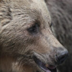 video barbat atac de urs intr o padure din judetul mures este constient smurd a intervenit cu un elicopter si l a dus la spital 69bfed0d68005