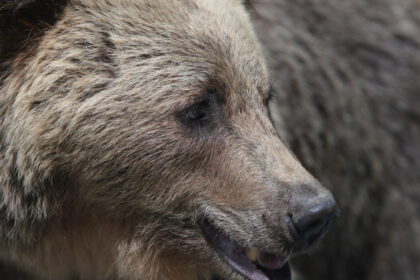 video barbat atac de urs intr o padure din judetul mures este constient smurd a intervenit cu un elicopter si l a dus la spital 69bfed0d68005