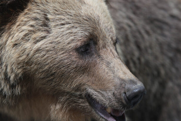 video barbat atac de urs intr o padure din judetul mures este constient smurd a intervenit cu un elicopter si l a dus la spital 69bfed0d68005