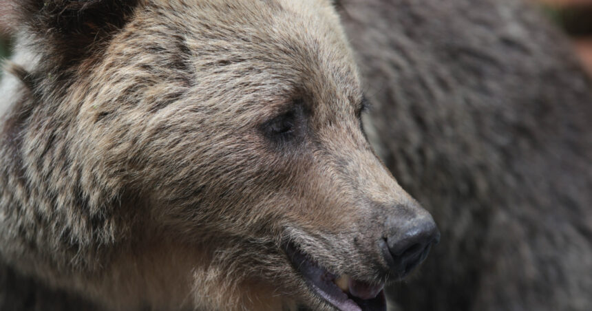 video barbat atac de urs intr o padure din judetul mures este constient smurd a intervenit cu un elicopter si l a dus la spital 69bfed0d68005