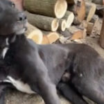 video caine batut pana la paralizie in alba autorii ar fi stapanul si copiii sai val de reactii prin care se cere pedepsirea vinovatilor 69ca9cad81e60