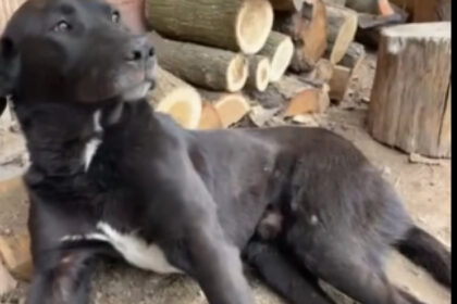 video caine batut pana la paralizie in alba autorii ar fi stapanul si copiii sai val de reactii prin care se cere pedepsirea vinovatilor 69ca9cad81e60